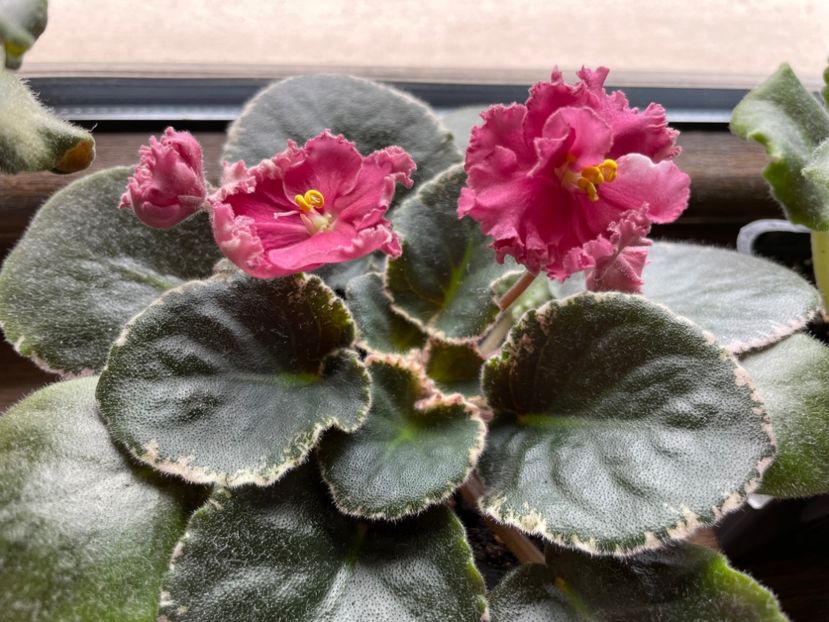 403A5ACF-2CCA-4AC2-A91B-A34DED14F9B0 - 001 Violete 2023-2024