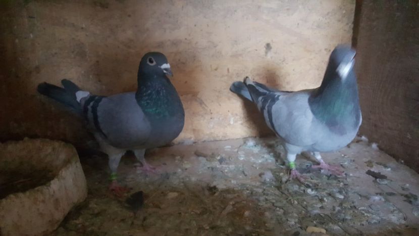 Perechea7 - Matca 2023