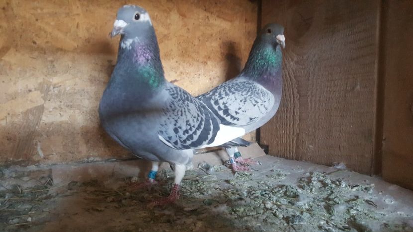 Perechea 13 - Matca 2023