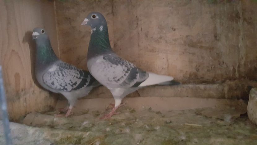 Perechea 15 - Matca 2023