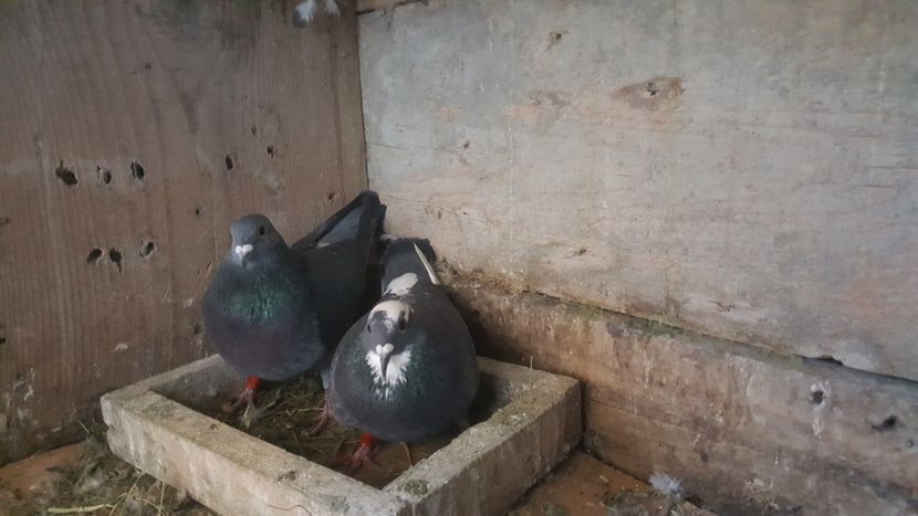 Perechea 16 - Matca 2023