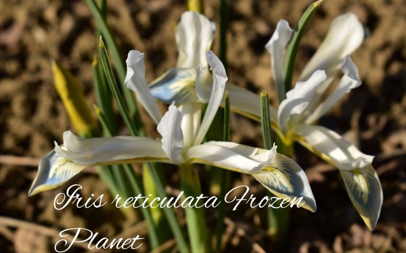 AddText_03-04-03.53.57 - Gradina 2023