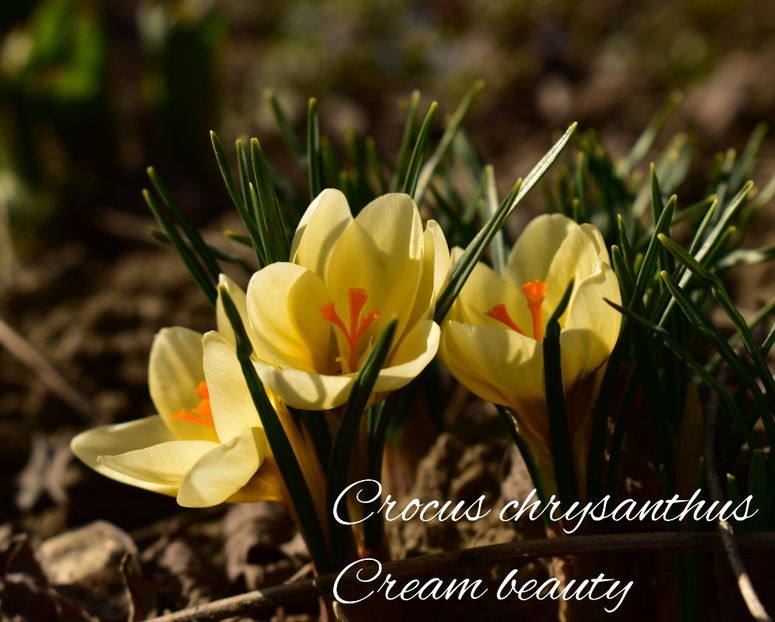 AddText_03-04-03.52.30 - Gradina 2023