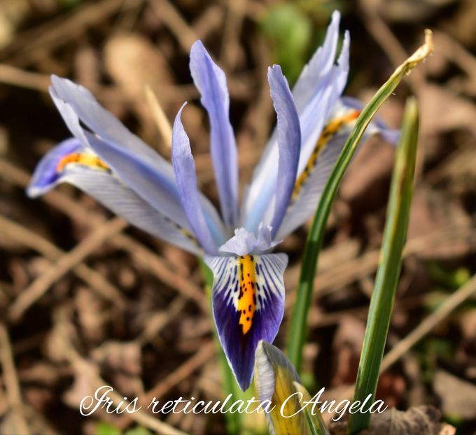AddText_03-02-05.13.55 - Gradina 2023