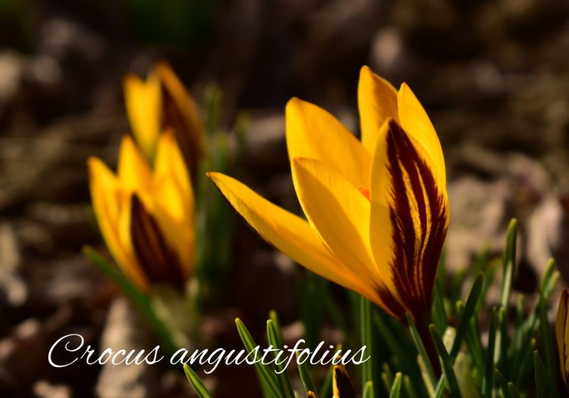 AddText_03-02-04.40.47 - Gradina 2023