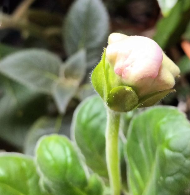 Inca un pic ❤️❤️❤️ - Bombonelele gloxi