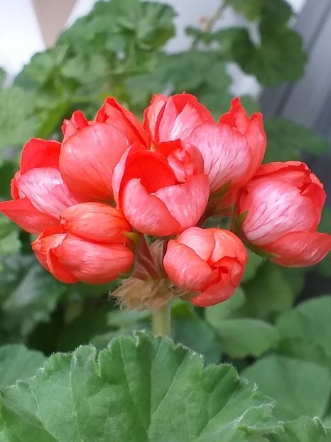 Red Pandora - Muscate 2023