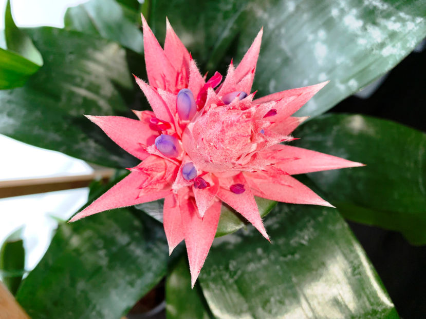  - Plante de interior 2023