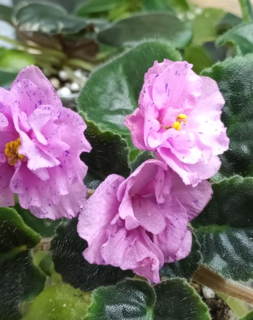  - 1 1 Violete Africane de Colecție