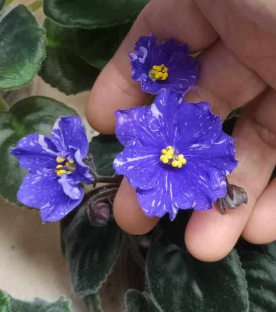  - 1 1 Violete Africane de Colecție