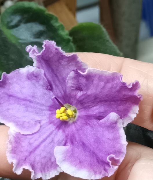  - 1 1 Violete Africane de Colecție