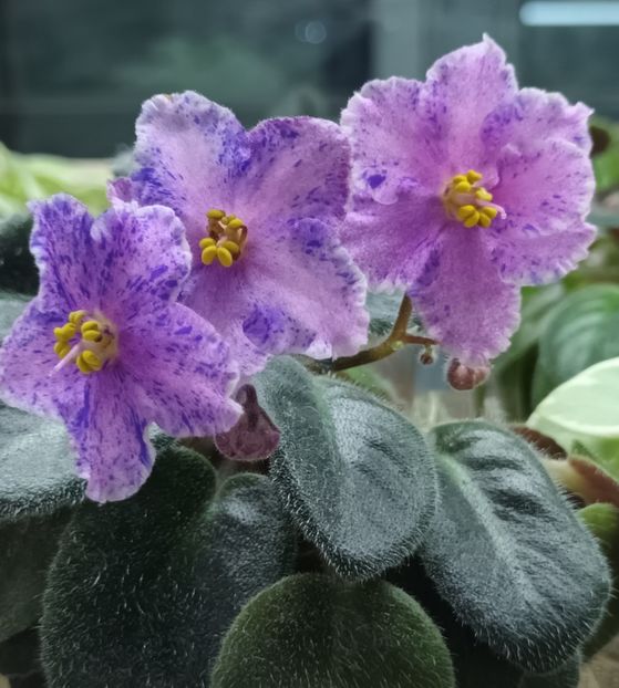  - 1 1 Violete Africane de Colecție