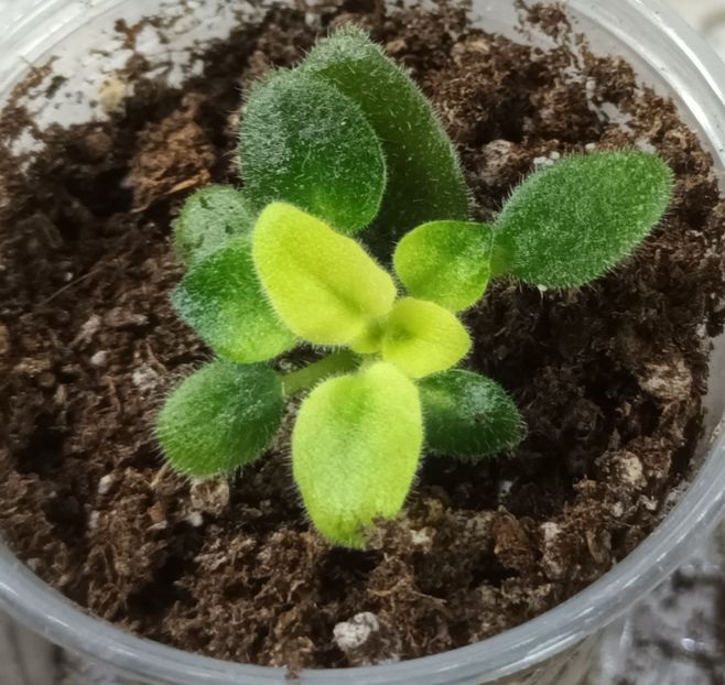  - 1 1 Violete Africane de Colecție