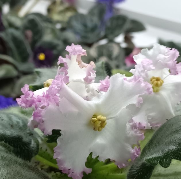  - 1 1 Violete Africane de Colecție
