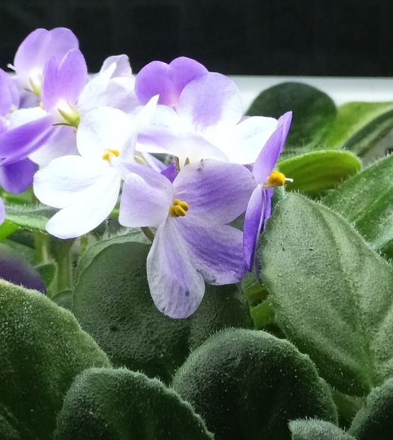  - 1 1 Violete Africane de Colecție