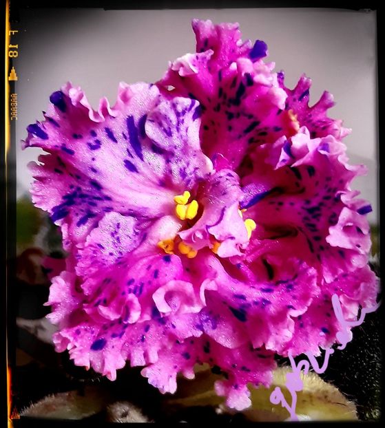 LE Autumn Fantasy - AA violete africane de colectie