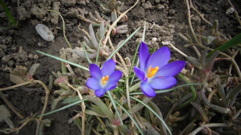  - Splendori in gradina