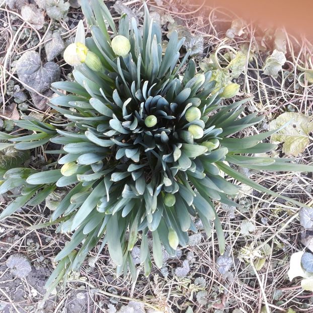 Se pregătesc si Narcisele mart.2023 - Primavara