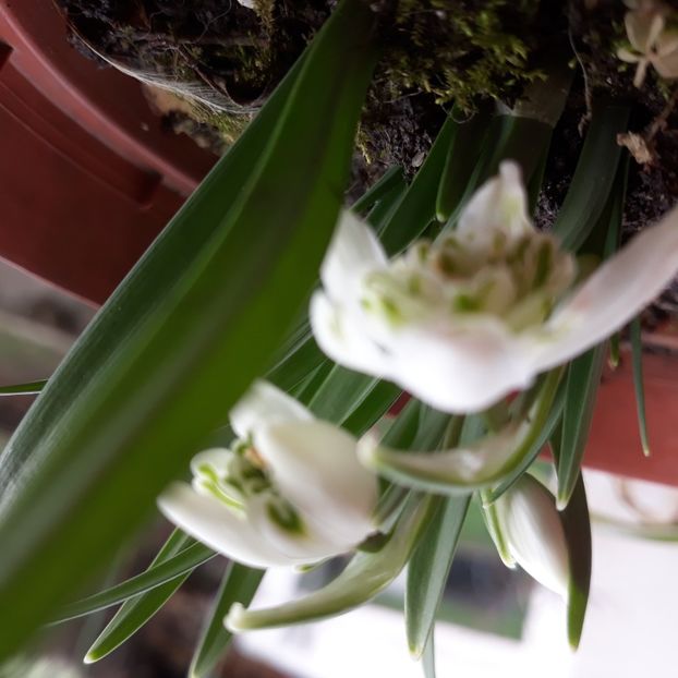 20230219_113749(0) - Primavara