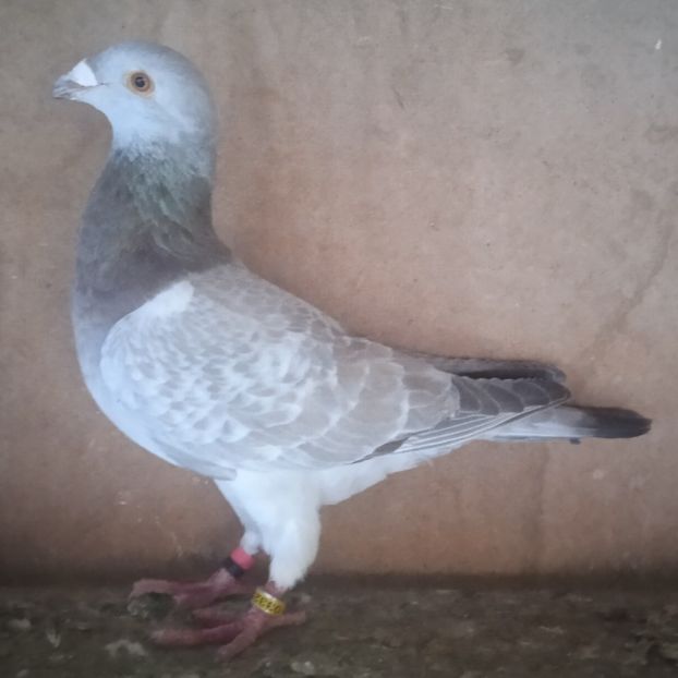 Mascul 250....-15 lei - Porumbei vanduti