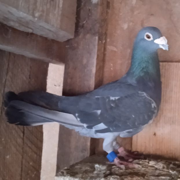 Mascul 2011....-15 lei - Porumbei vanduti