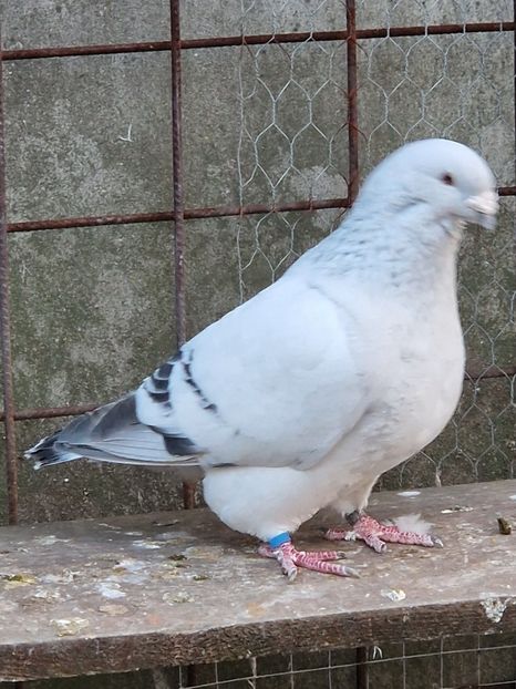  - MATCĂ 2023