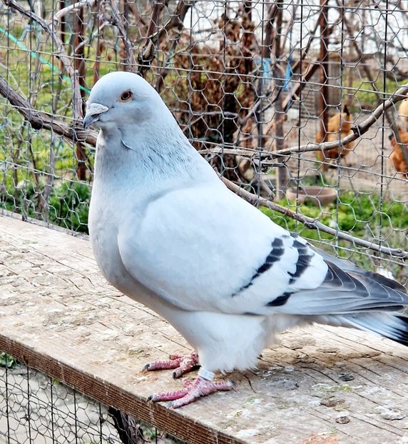  - MATCĂ 2023