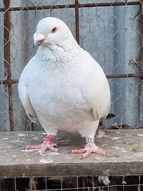  - MATCĂ 2023