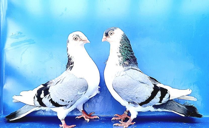 Perechea  66 - B - Perechi 2023