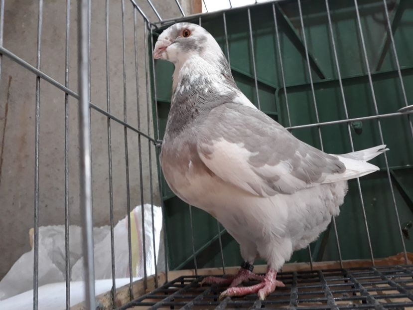 20230213_160356[1] - Amintiri