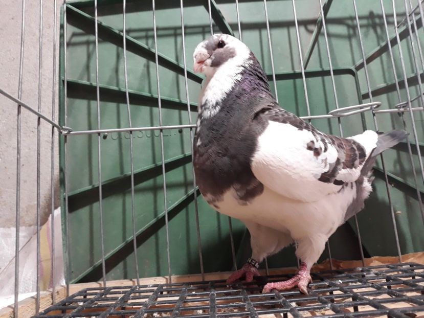 20230303_154744[1] - Amintiri