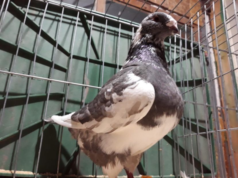 IMG-20230226-WA0055[1] - Amintiri