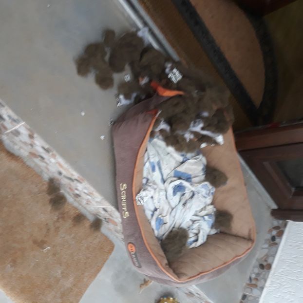 Febr.2023 A fost odată un cosulet... - Codiță-Cody -Coco