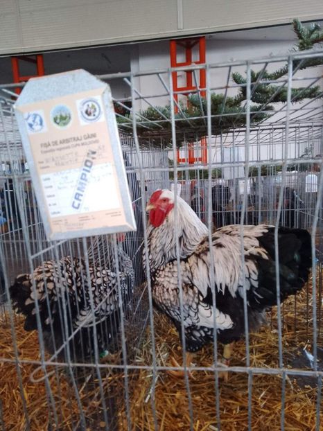 received_3422542641292257 - Matcă wyandotte argintiu negru bordurat 2022 pentru 2023