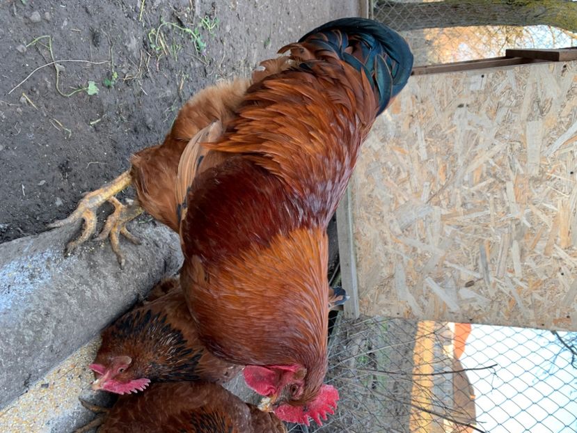 NH - New Hampshire - 2023