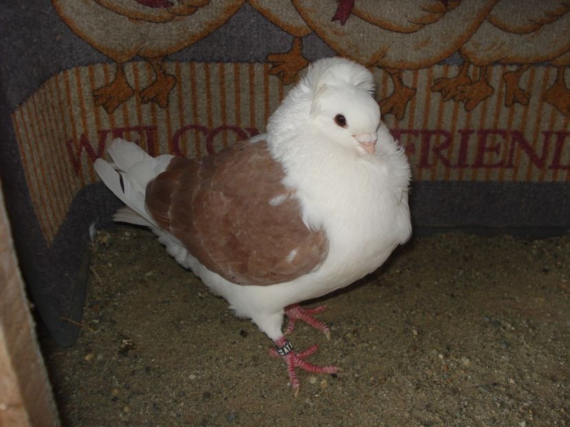 m A - A isabel si argintiu