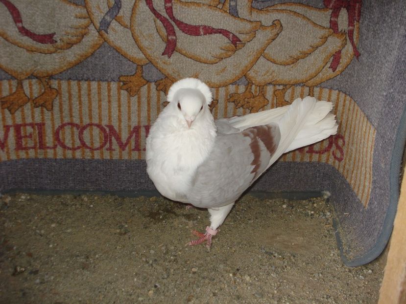 f 961-21 - A isabel si argintiu