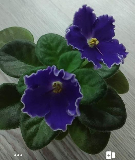 Screenshot_20221113-203934_Messenger - Violete 2023