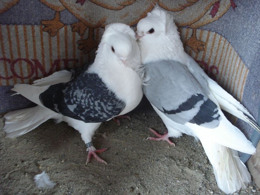 per 8 - B albastru si gut