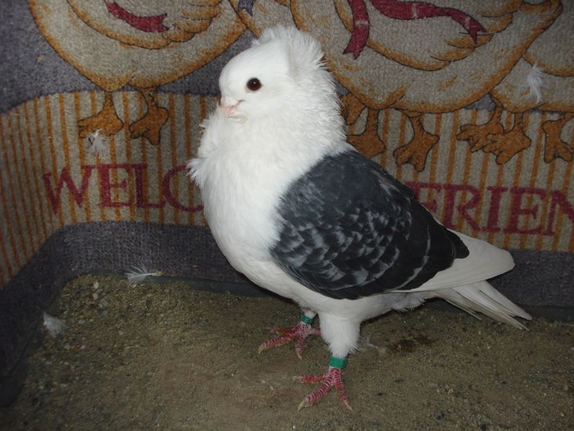 m 208-19 - B albastru si gut