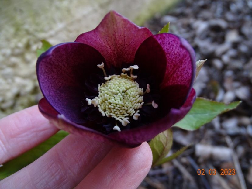 seedling anemona - Helleborus 2023