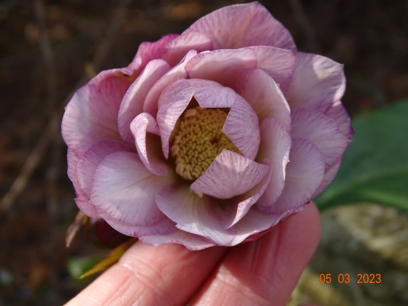 Double Ellen Pink - Helleborus 2023