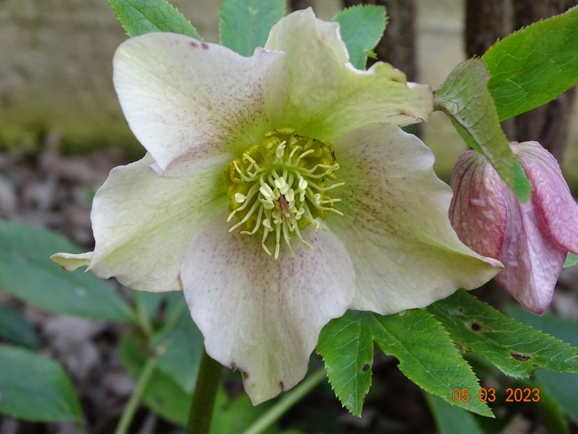 seedling - Helleborus 2023