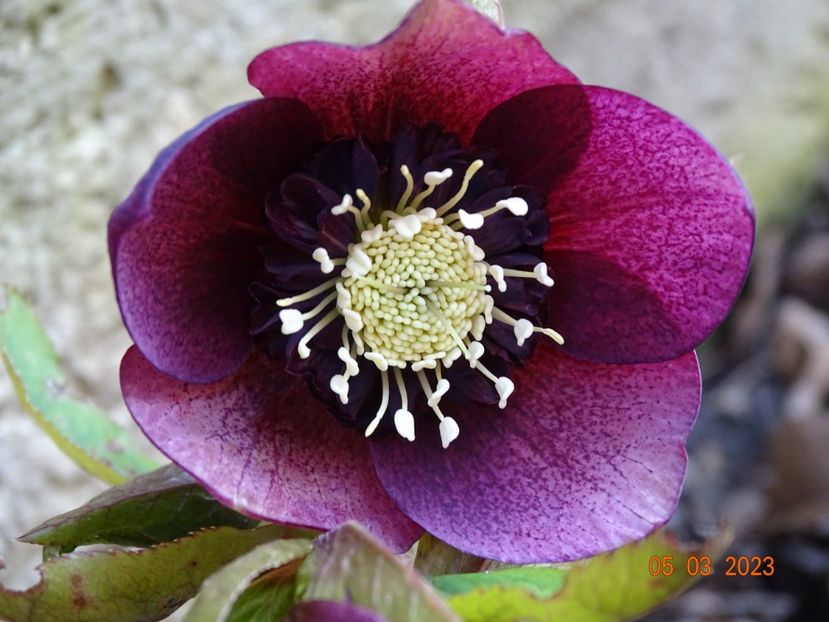 seedling anemona - Helleborus 2023