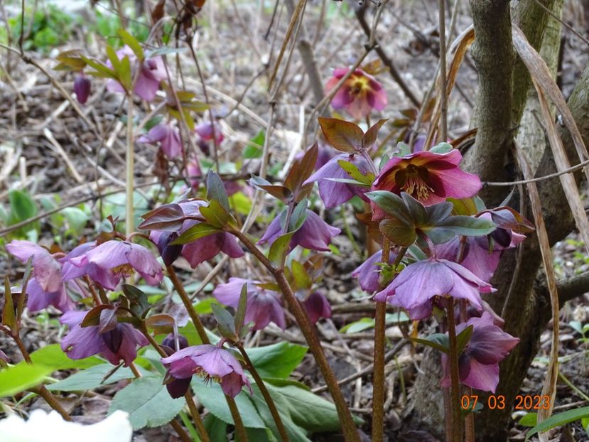 orientalis - Helleborus 2023