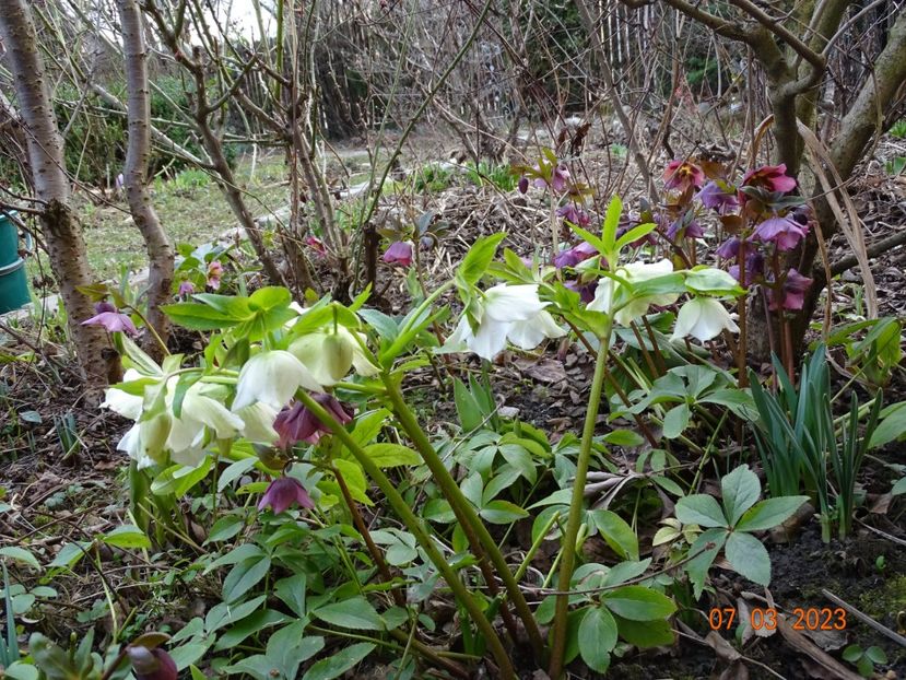 seedling - Helleborus 2023