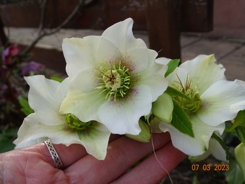 seedling - Helleborus 2023