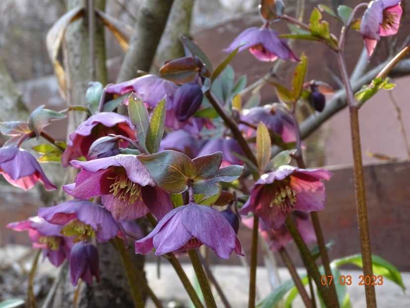 orientalis - Helleborus 2023