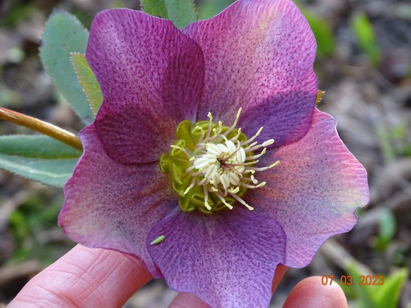 seedling - Helleborus 2023