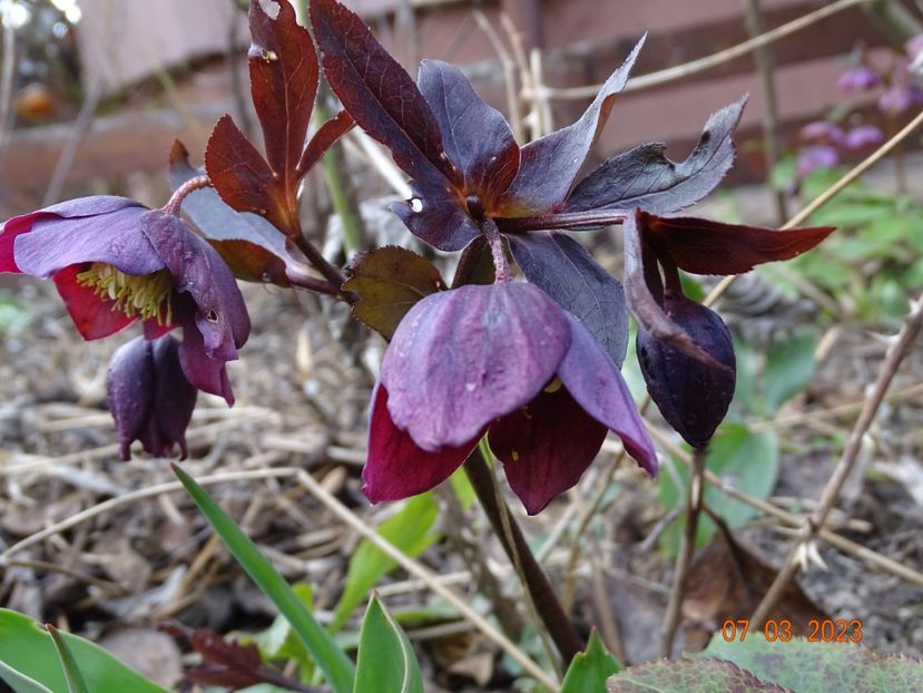 seedling - Helleborus 2023